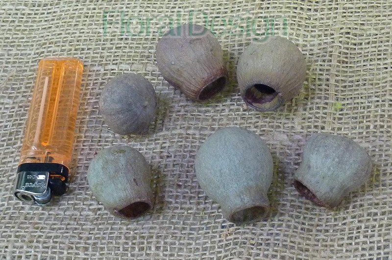 Eucalyptus Belgum loose 250gr. natur