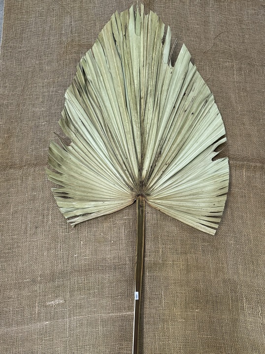 Palm Gouveia oval 140 x (70x60) natur