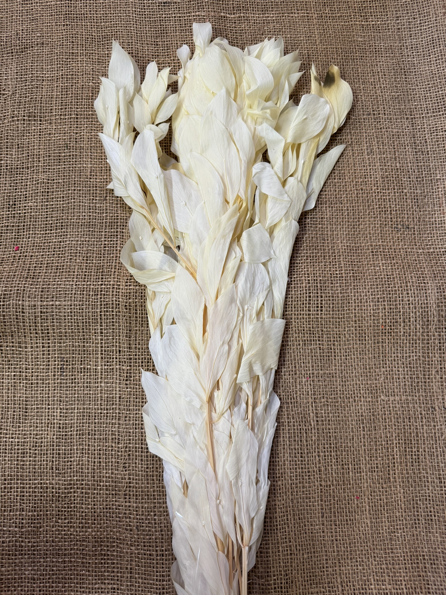 Ruscus gigant 10ks bleached stabilizovaný